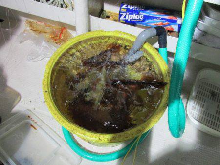 ジギング船 BLUEWATER 釣果