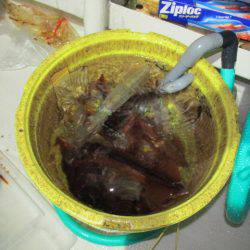 ジギング船 BLUEWATER 釣果