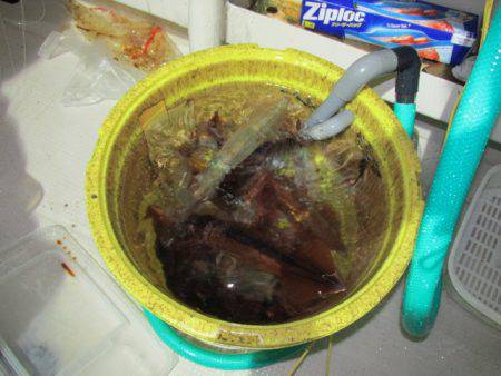 ジギング船 BLUEWATER 釣果