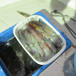 ジギング船 BLUEWATER 釣果