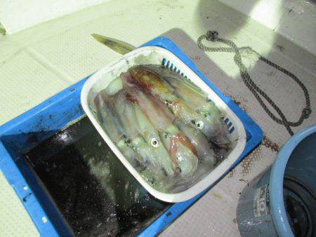 ジギング船 BLUEWATER 釣果