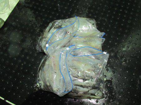 ジギング船 BLUEWATER 釣果