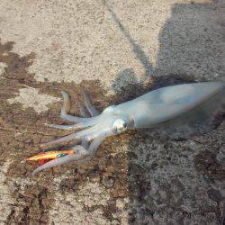 激戦区アオリイカ！久々のヒット！