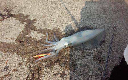 激戦区アオリイカ！久々のヒット！