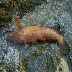 アオリ釣れない