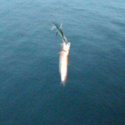 イワシ、子サバ、ツバスGET！！