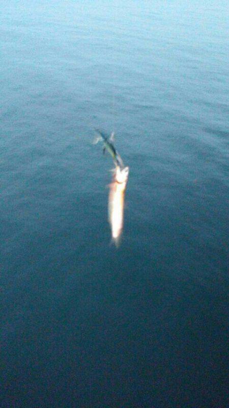 イワシ、子サバ、ツバスGET！！