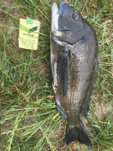 初夏のフカセ釣り