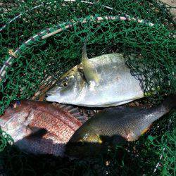 釣り堀　岬にて。