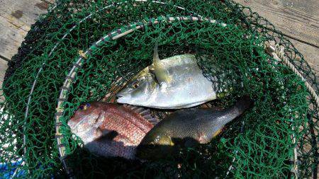 釣り堀　岬にて。
