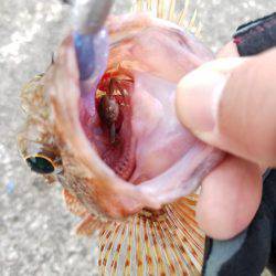 ライトゲーム　カサゴ