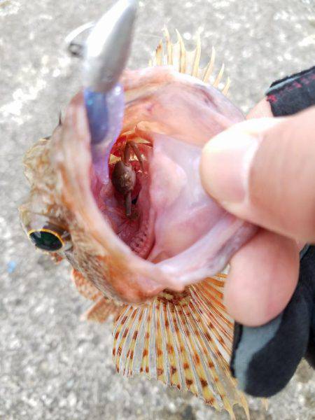 ライトゲーム　カサゴ