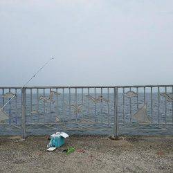 サビキは好調♪