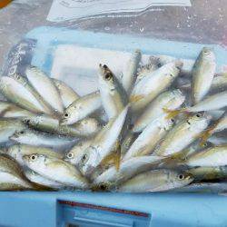 久しぶりにサビキで！