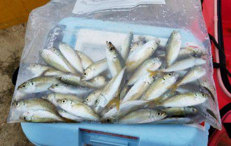 久しぶりにサビキで！