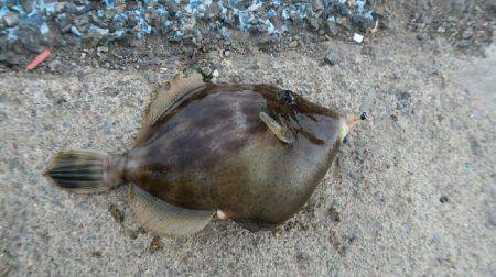 ルアーで良型カワハギ！