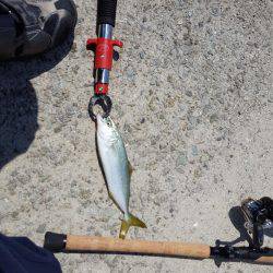 今年初のショアジギ❗