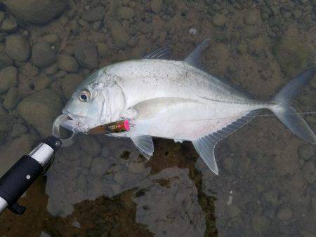 メッキ、エバ、ロウニンアジ40㎝