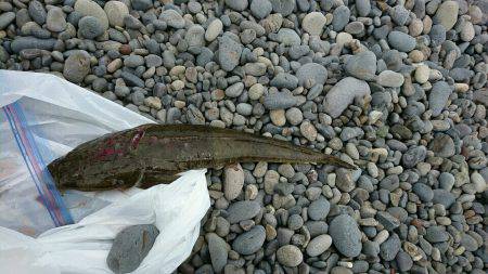 ぶらりショアジギ