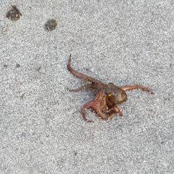 レッツ・エンジョイ・オクトパッシング‼