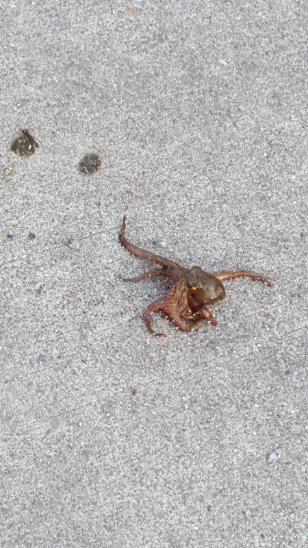 レッツ・エンジョイ・オクトパッシング‼