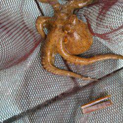 明石のタコ釣り