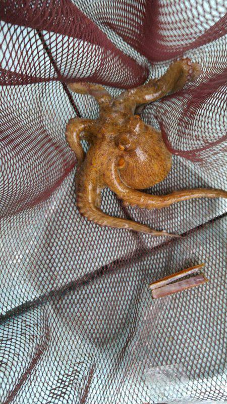 明石のタコ釣り