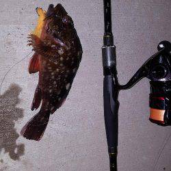 ロックロックこんばんわ。