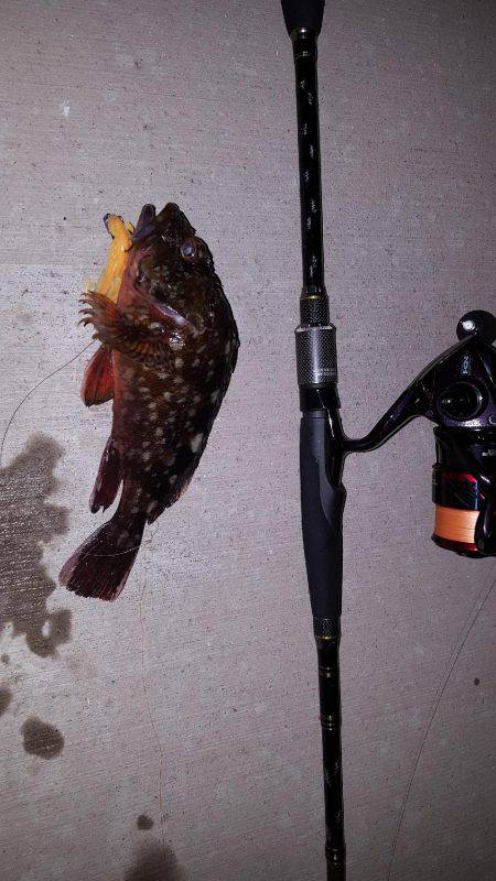 ロックロックこんばんわ。