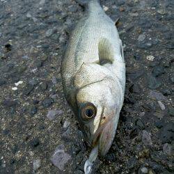 小規模河川増水パターン