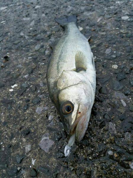 小規模河川増水パターン