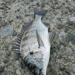 夕方も行ってきました❗