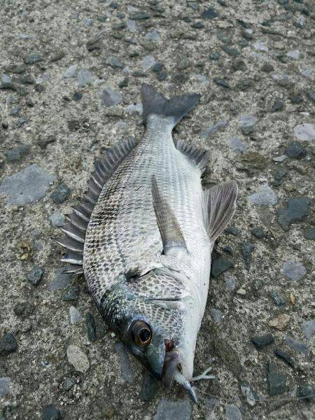 夕方も行ってきました❗