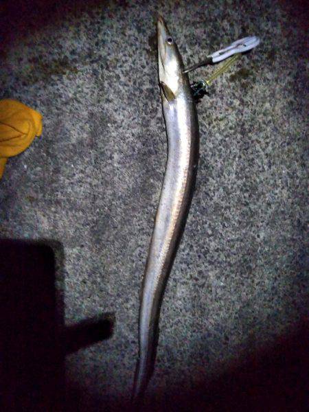 まさかの鱧～！！