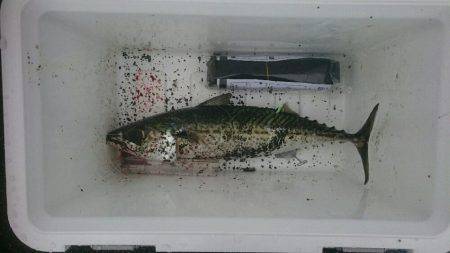 国府津海岸でショアジギング！