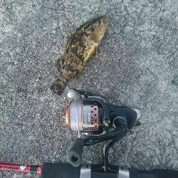 夕方からメバル