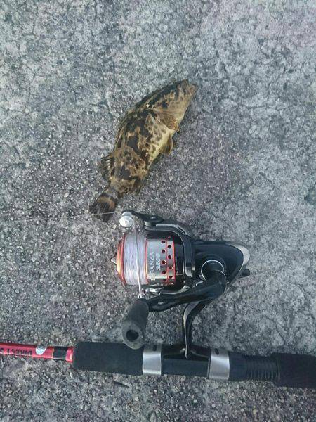 夕方からメバル