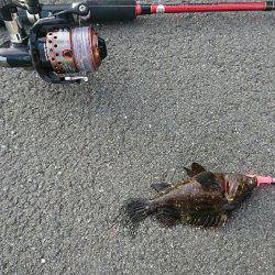 12日夜と13日朝に穴釣りとちょいなげ！