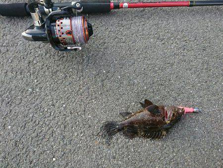 12日夜と13日朝に穴釣りとちょいなげ！