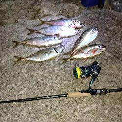 尺鯵登場!自己最高記録!