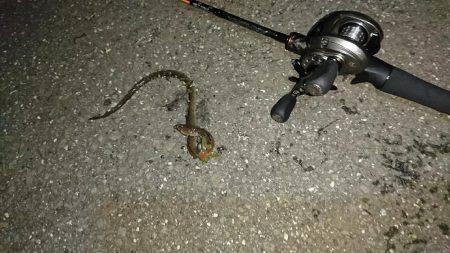 チニングで鰻？