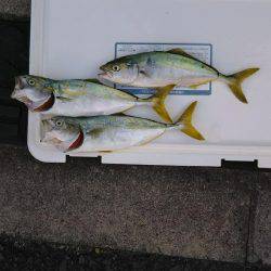 初めてのツバス