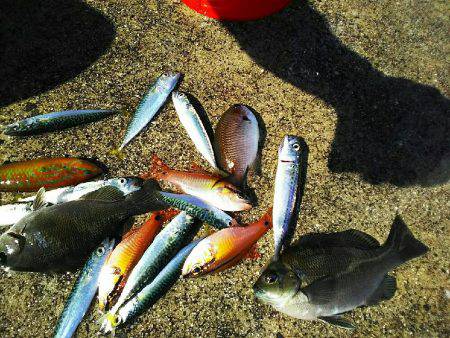 ガシラ メバル 強風のなか強引に穴釣り