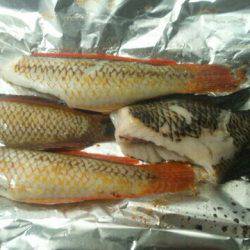 キュウセン美味しい。カサゴ美味しい。スズメダイも美味しい。