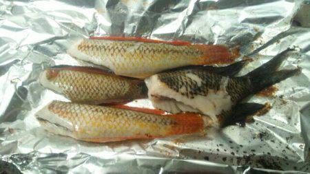 キュウセン美味しい。カサゴ美味しい。スズメダイも美味しい。