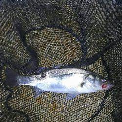 チニングでシーバス