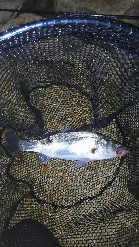 チニングでシーバス