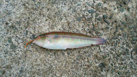 エギングの合間に