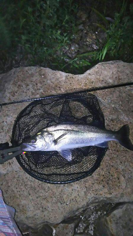 短時間チヌ練習