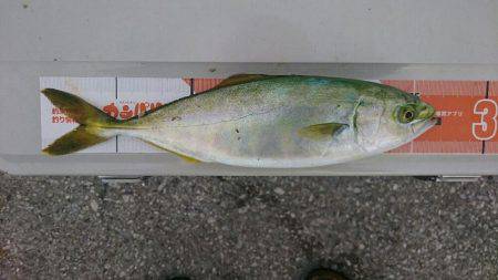 初ツバスゲット！